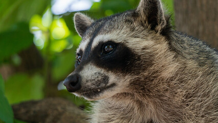 Adorable raccoon on a tree branch with blurry leaves as background