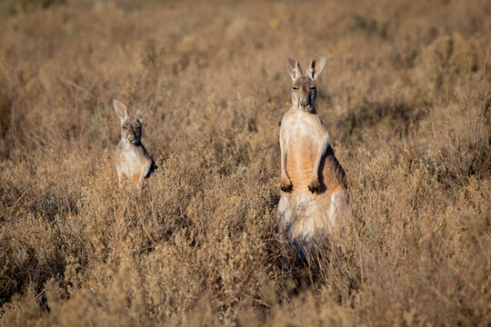 Red Kangaroos