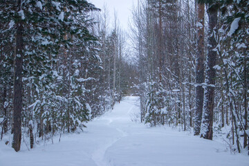 Footpath in the winter forest.