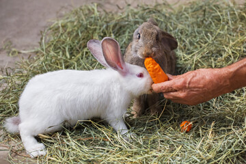 Two cute rabbits sit in the hay and eat carrot. A man feeds domestic rabbits with carrots. The hare...
