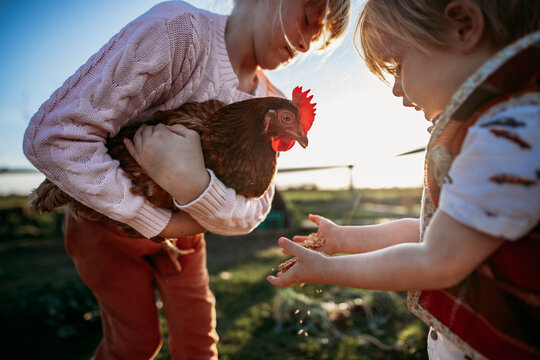 boy feeding chicken