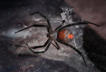 Redback Spider