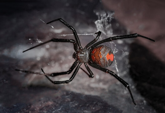 Redback Spider