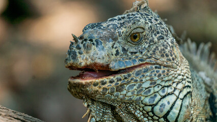 Close-up of beautiful green iguana with blurry background