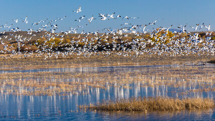 USA, New Mexico, Bosque del Apache National Wildlife Refuge. Snow geese take flight.