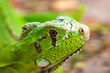 Iguana tomando banho de sol.