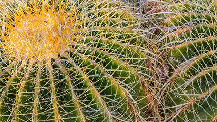 USA, New Mexico, Bosque del Apache National Wildlife Refuge. Detail of golden barrel cactus.
