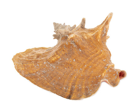 Large West Indies lambi shell
