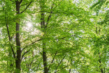 Treetops in a beech forest in spring in the morning. The sun illuminates the lush green leaves. 
