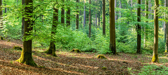 Beech forest in spring in the morning. The sun illuminates the lush green leaves, Germany.
