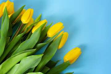 Spring yellow tulips. Woman holding a bouquet on blue background. Flat lay, top view. Tulip flower background. Add your text.