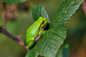 Raganella europea - Hyla arborea