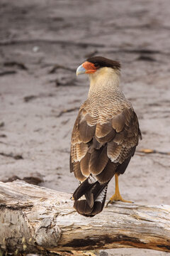 Southern Crested Caracara