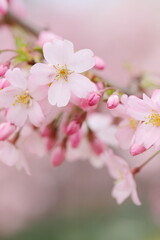 思川桜