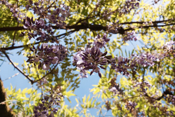Lilac wisteria flowers over blue sky, Buçaco forest, Portugal	