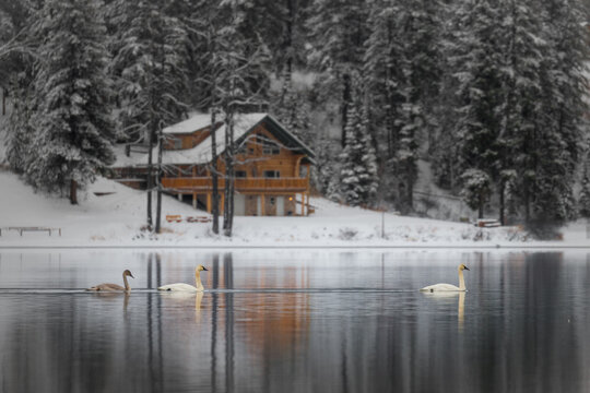 Winter Cabin and Trumpeter Swans