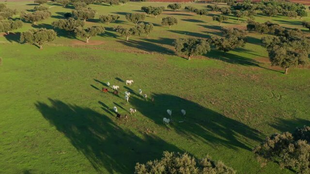 Beautiful countryside and wonderful horses as seen from the top. Aerial view of endless terrain with lush green vegetation. High quality 4k footage