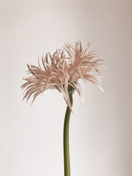Exotic flower