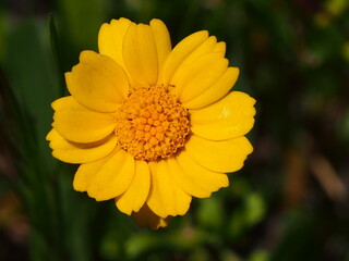 Wildflower (Glossopappus macrotus subsp. chrysanthemoides)