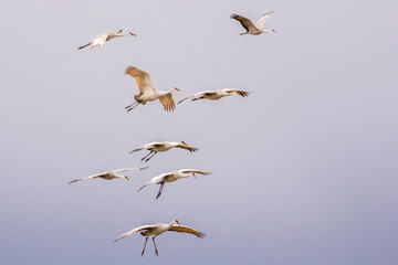 USA, New Mexico, Bosque del Apache National Wildlife Refuge. Group of sandhill cranes prepare to land.