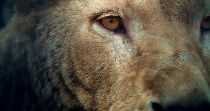 Female lion looking at the camera