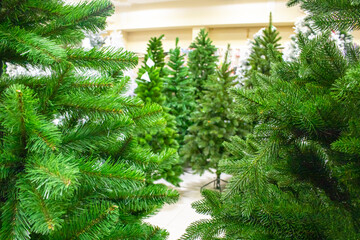 Christmas sale of Christmas trees.
