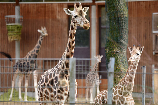 Zoologisch Images – Browse 871 Stock Photos, Vectors, and Video | Adobe ...