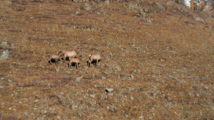 Mountain Altai in autumn. A herd of red deer (Cervus elaphus sibiricus) in a pen. Aerial view.