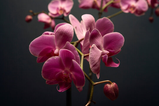 Orchid Still Life.