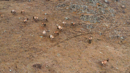 Mountain Altai in autumn. A herd of red deer (Cervus elaphus sibiricus) in a pen. Aerial view.