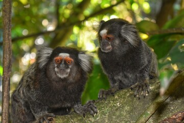 Dois saguis do Morro da Urca