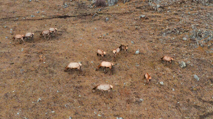Mountain Altai in autumn. A herd of red deer (Cervus elaphus sibiricus) in a pen. Aerial view.