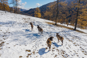 Mountain Altai in autumn. A herd of red deer (Cervus elaphus sibiricus) in a pen. Aerial view.