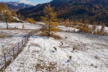 Fototapeta na wymiar Mountain Altai in autumn. A herd of red deer (Cervus elaphus sibiricus) in a pen. Aerial view.
