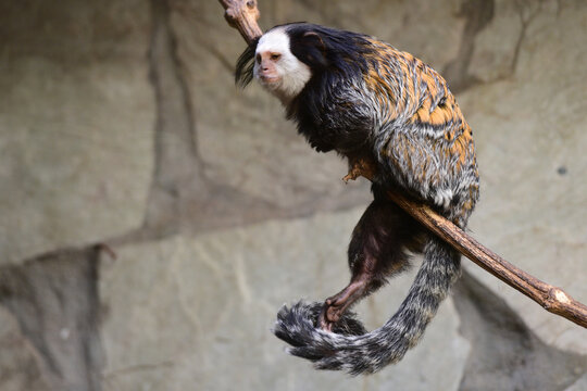 Wei&szlig;gesichtkrallen&auml;ffchen im Zoo Schmiding, Krenglbach, Ober&ouml;sterreich, &Ouml;sterreich, Europa - Geoffrey's Marmoset in Schmiding Zoo, Upper Austria, Austria, Europe