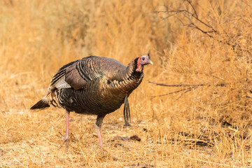 USA, New Mexico, Bosque del Apache National Wildlife Refuge. Wild turkey close-up.