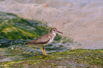 Lesser yellow legs
