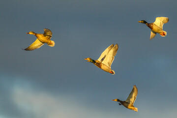 USA, New Mexico, Bosque del Apache National Wildlife Refuge. Mallards taking flight.