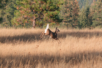 White-Tailed Deer Flagging Tail