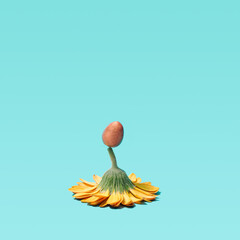 Minimal arrangement of flower daisy with small gold chocolate egg on top. Vivid blue background.