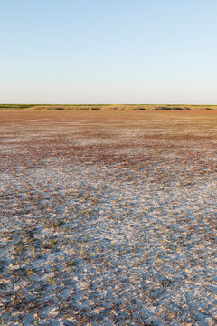 Colorful salt marsh