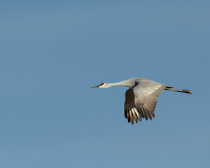 Sandhill crane flying, Bosque del Apache National Wildlife Refuge, New Mexico.