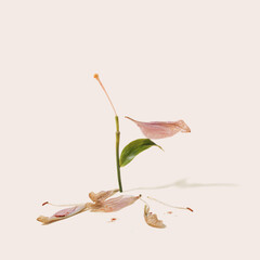 Dying lily flower concept. Champagne lonely background.