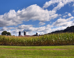 Corn Crop in Tennessee