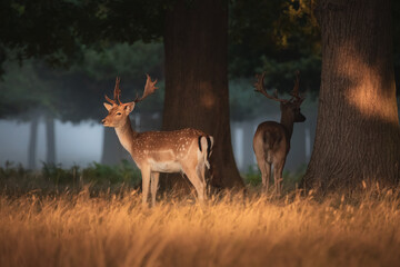 Golden light wildlife portrait of a pair of male spotted fallow deer stags (dama dama) in an atmospheric English countryside forest.