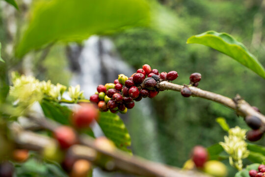 Ripe coffee beans on a tree in the nature