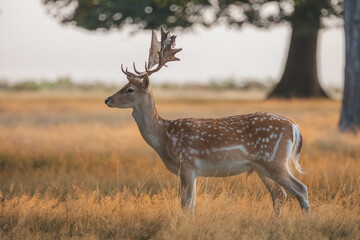 Naklejka na ściany i meble Golden light wildlife portrait of a male spotted fallow deer stag (dama dama) in a misty, foggy and atmospheric English countryside landscape.