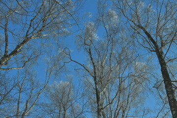 frost on the branches of birch trees illuminated by the sun