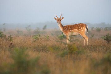 Wildlife portrait of a young juvenile male spotted fallow deer (dama dama) in  a misty, foggy and atmospheric English countryside landscape.