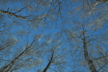 Fototapeta premium frost on the branches of birch trees illuminated by the sun